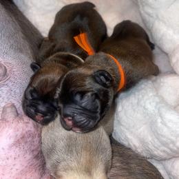 Milkman Red Fawn male from OFA'd partners - Fawn and white male French Bulldog puppy in Billings, Montana from Montana Made Frenchies
