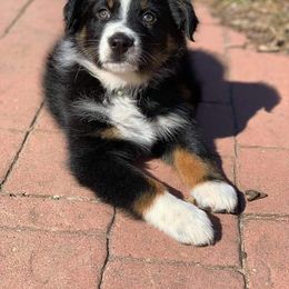 Australian Shepherd Puppies from Southern Boy Blues Aussies