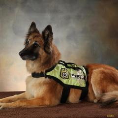 Savannah - Belgian Tervuren