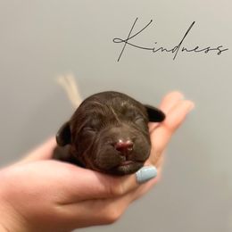 Assorted Doodle Crosses and Newfoundland Puppies from Bluegrass Newfypoos