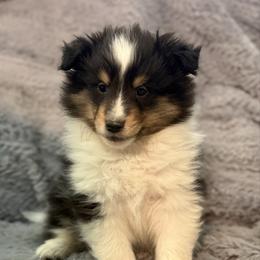 TJ - Black white and tan male Shetland Sheepdog puppy in Middleburgh, New York from StoneyAcre