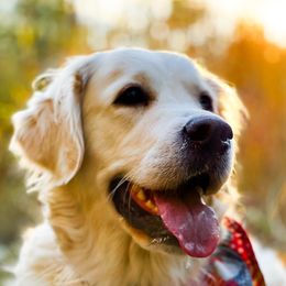 Benelli - Golden Retriever