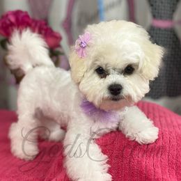 Bichon Frises from God’s Creatures