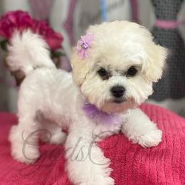 Bichon Frises from God’s Creatures