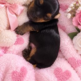 Pixie - Black and tan female Yorkshire Terrier puppy in Mukilteo, Washington from Yorkiecharm