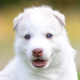Siberian Husky Puppies from Lilbearshuskies