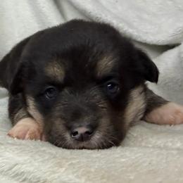 Wanda - Black and tan female American Corgi puppy in Grants Pass, Oregon from KnR Antler Dogs