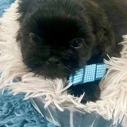 Cavapoo and Shihpoo Puppies from Haus of Doodles