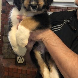 Bernedoodle and Goldendoodle Puppies from Heartfelt GoldenDoodles