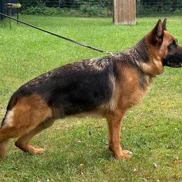 SG31 - German Shepherd