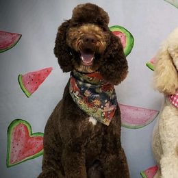 Goldendoodles from Colley's Doodles