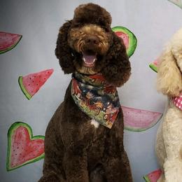 Goldendoodles from Colley's Doodles