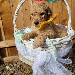Goldendoodle Puppies from Heavenly Goldendoodles