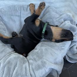 Doberman Pinscher Puppies from Haus of Hound