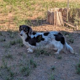 Bitsy - Dachshund