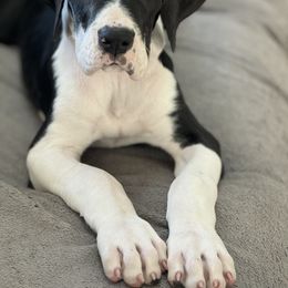 Girl 3 - Great Dane puppy from City Slickers Danes