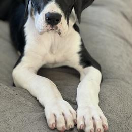 Girl 3 - Great Dane puppy from City Slickers Danes