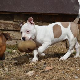 Jester - Blue fawn American Bully puppy in Nebraska from Wulfsbane American Bullies