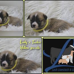 Yellow Female - White and red female Pembroke Welsh Corgi puppy in Wayne City, Illinois from Lash Livestock & Corgis