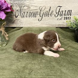 Faith - White and red female Border Collie puppy in Moody, Texas from Narrow Gate Farm