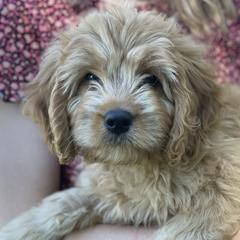 Bernedoodles and Cavapoos from Dreaming of Doodles