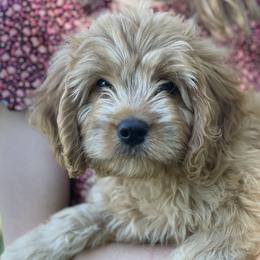 Bernedoodles and Cavapoos from Dreaming of Doodles