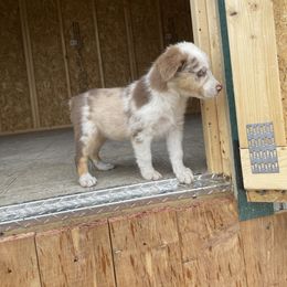 Miniature Australian Shepherd Puppies from Wild Outlaw Aussies
