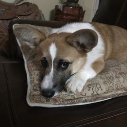Callie - Pembroke Welsh Corgi