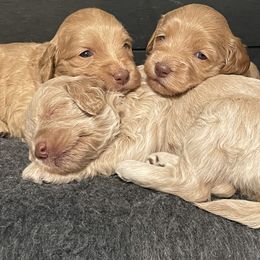 Goldendoodle Puppies from Kingwood Goldendoodles