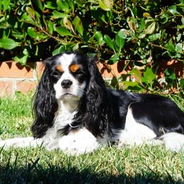 Zoey - Cavalier King Charles Spaniel