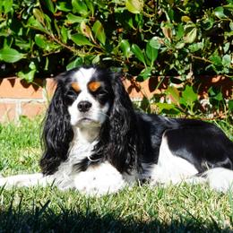 Zoey - Cavalier King Charles Spaniel
