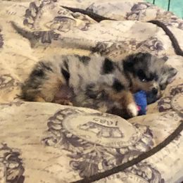 Pomeranian Puppies from Froggwoods Pomeranians