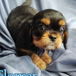 Flower - Black and tan male Cavalier King Charles Spaniel puppy in Rockville, Maryland from Skais the Limit
