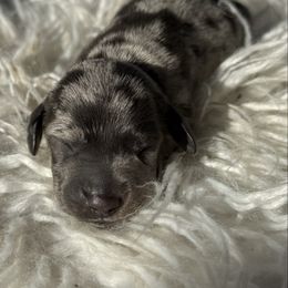 Female 1 - Dapple female Dachshund puppy in El Campo, Texas from Creamer Creek Kennel