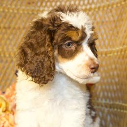 Brown Tri Female - Phantom female Poodle puppy in Belgreen, Alabama from Scott’s Farm Poodles and Doodles