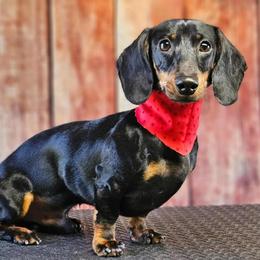 Dachshund Puppies from Carter's Kennels