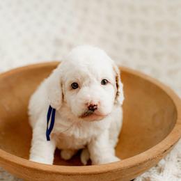 Blaze (blue collar) - Parti male Goldendoodle puppy in Apopka, Florida from The Classic Doodle