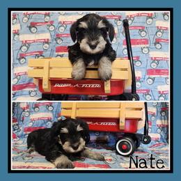 Nate - Black and silver male Miniature Schnauzer puppy in Lebanon, Missouri from Cedar Glades Canines