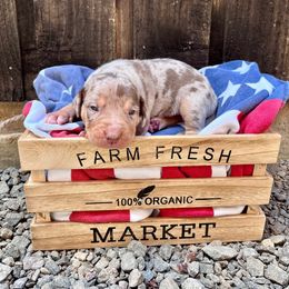 Scout - Red merle male Catahoula Leopard Dog puppy in Washington from Coweeman Catahoulas