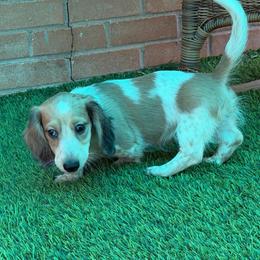 Willy Nelson - Dapple male Dachshund puppy in Irving, Texas from DFW Dachshunds by G & S