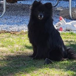 Pomeranian puppies from KB Pom Pups by Krystal