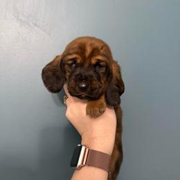 Griffin - Mahogany and white male Basset Hound puppy in Leroy, Michigan from Iron Sentry Farms