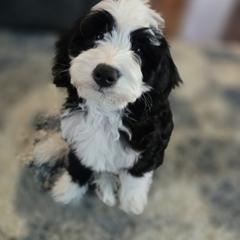 Cockapoo and Golden Mountain Doodle Puppies from Doodles of Joy