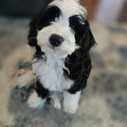 Cockapoo and Golden Mountain Doodle Puppies from Doodles of Joy