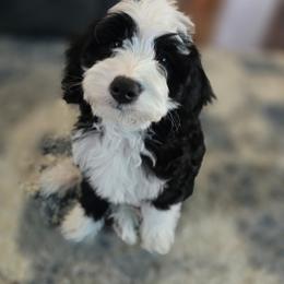 Cockapoo and Golden Mountain Doodle Puppies from Doodles of Joy