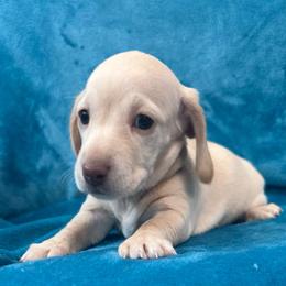 AKC Tadhg (Tyg) - Cream female Dachshund puppy in Memphis, Tennessee from River City Doxies