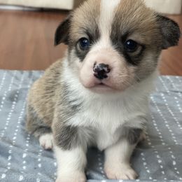 Cat - Sable female Pembroke Welsh Corgi puppy in Woodland, Washington from MB Acres Corgis