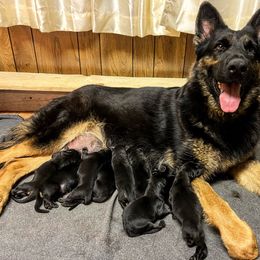Cola - German Shepherd