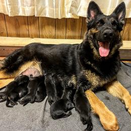 Cola - German Shepherd