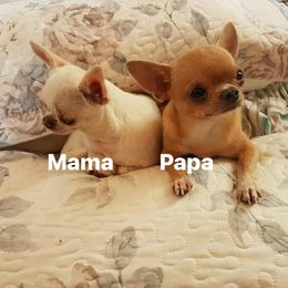 Paco - Chihuahua